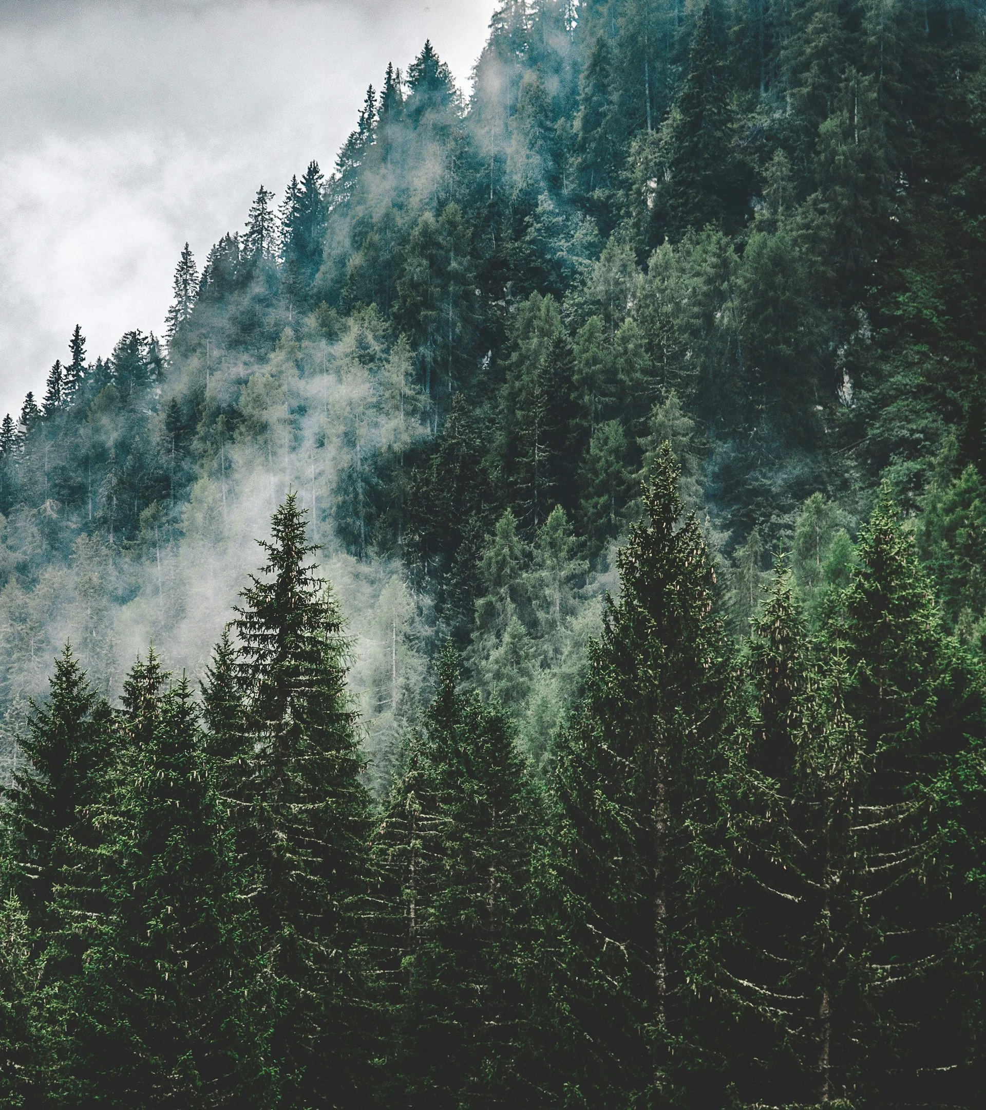 Elgus: hotel a San Giacomo, a Brentonico Foresta di conifere su una montagna con nebbia leggera